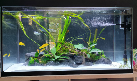 aquarium RaftDox