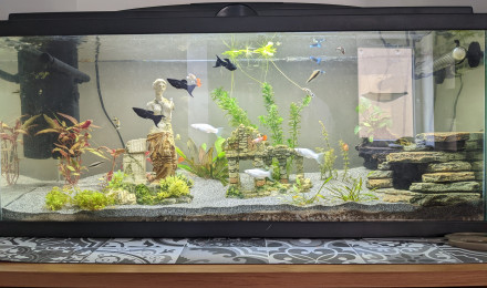 aquarium Salon