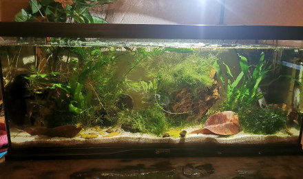 aquarium Bac killies funduloupanchak scheeli