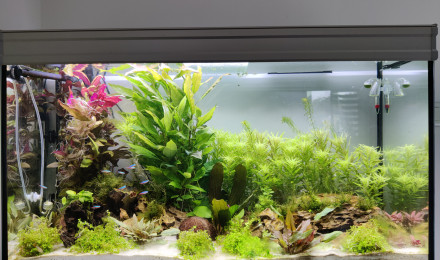 aquarium test1
