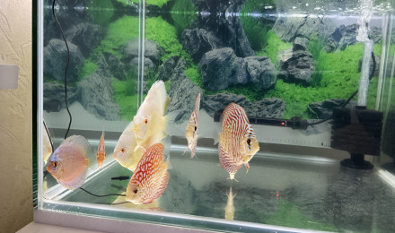 aquarium Quarantaine