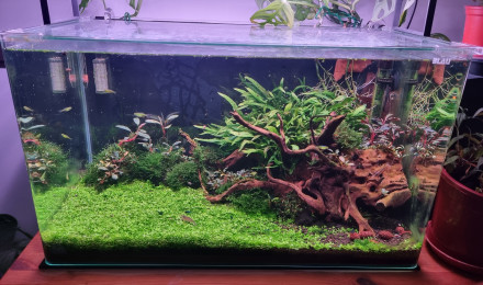 aquarium Bac 80L Galaxy Néo et Japonica