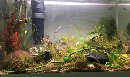 aquarium Aquarium 70l