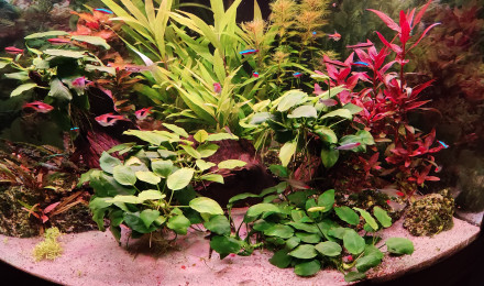 aquarium Juwel Trigon