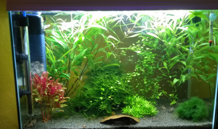 aquarium Bac 100l
