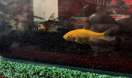 aquarium Aquarium chambre de paul