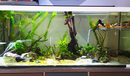 aquarium Le Duplex