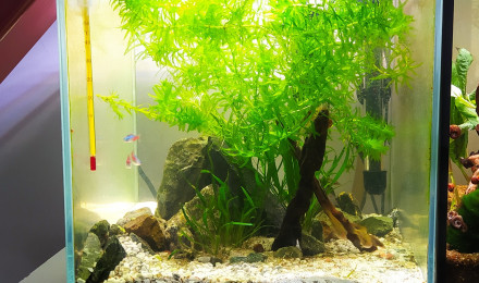 aquarium Shrimpy