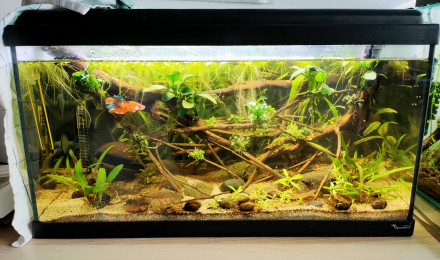 aquarium BAC Biotope Amazonien 60L