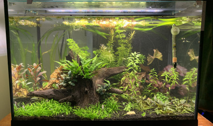 aquarium Communautaire 2021