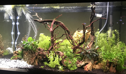 aquarium 125l