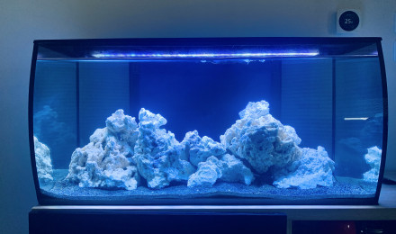 aquarium Poisson Clown