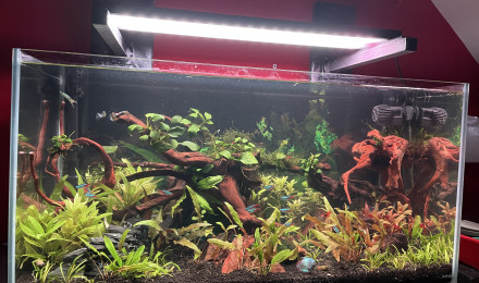 aquarium amazon