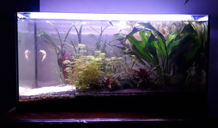aquarium Corys et néons