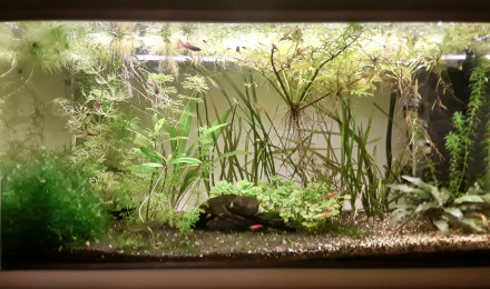 aquarium Endler