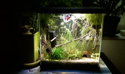 aquarium Betta