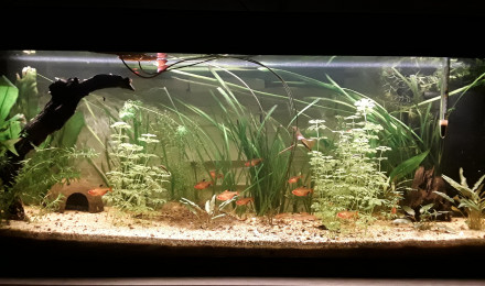 aquarium Serpae otocinclus borellii