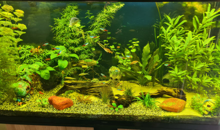 aquarium Aquarium principal