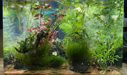 aquarium Mon 37 L