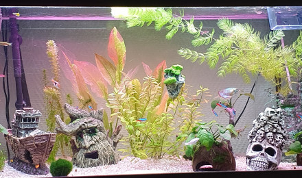 aquarium Mon premier aqua