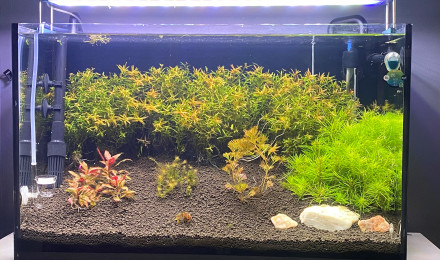 aquarium Aquarium 60L