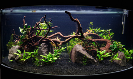 aquarium aquakaldi