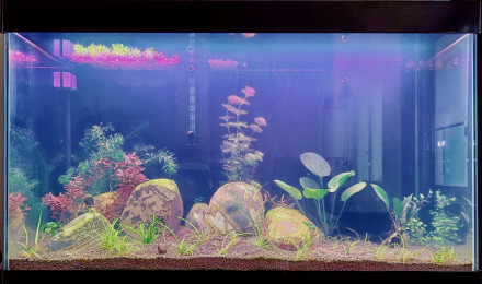 aquarium Oranda