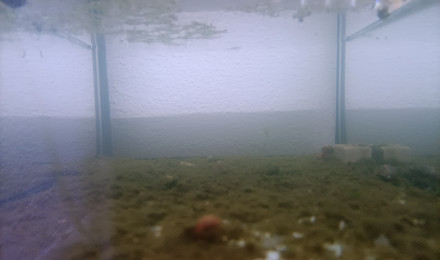 aquarium 211 Souhait Aphyosemion aureum Kouagna GACOCC 19-51