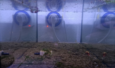 aquarium 213 Alevins Fundulopanchax scheeli