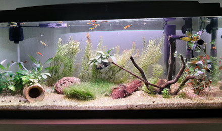 aquarium 74L