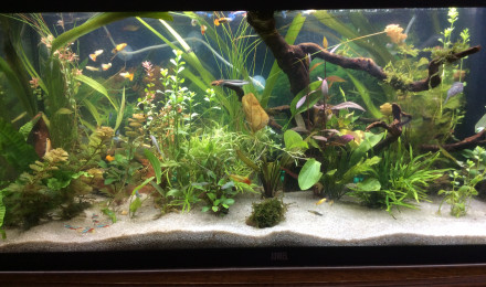 aquarium Ty coin Paradis