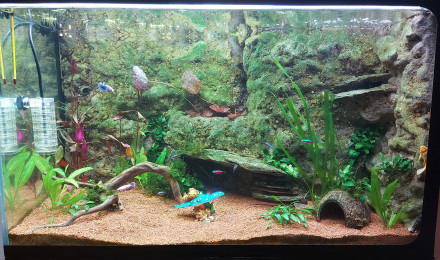 aquarium La crique