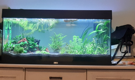 aquarium Cactus de siberie