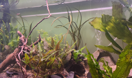 aquarium Ava