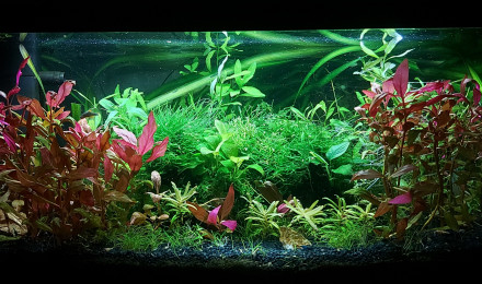 aquarium 1er aqua