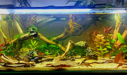 aquarium 2eme aqua