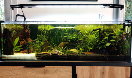 aquarium Turtle home