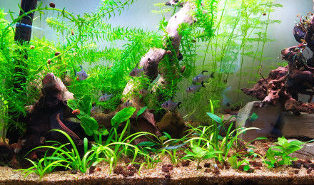 aquarium Prosperity Forest