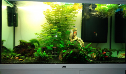aquarium Jardin