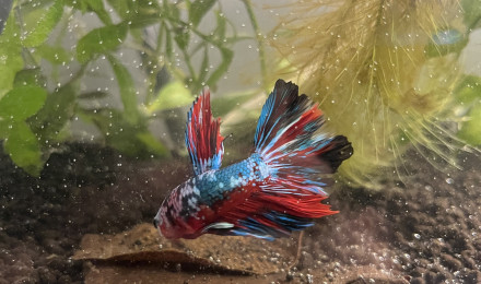 aquarium Baby Plant Tank