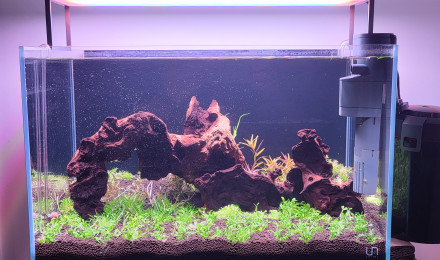 aquarium Plants Forest  - 45x28x28
