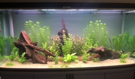 aquarium Amazonien