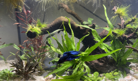 aquarium Nanolivier
