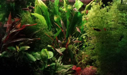 aquarium Premier bac