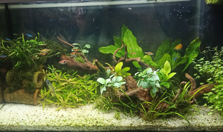 aquarium Unique