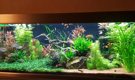 aquarium EHEIM PROXIMA 325