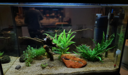aquarium Maison