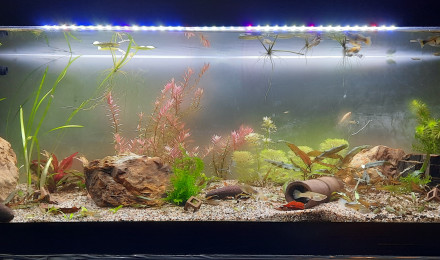 aquarium Bac 120l guppys