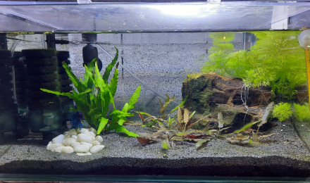 aquarium Bac 20l betta male