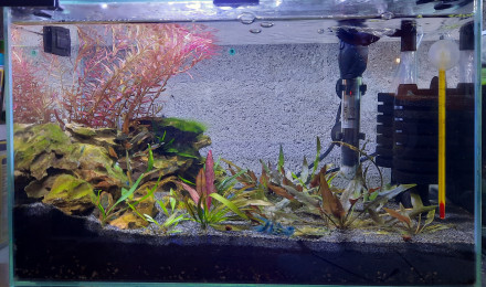 aquarium Bac 20l betta femelle